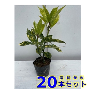 植木 フイリアオキ (斑入りアオキ) 10.5ｐ 20本 樹高0.2ｍ前後 10.5ｐ 植木　苗木　シンボルツリー　生垣