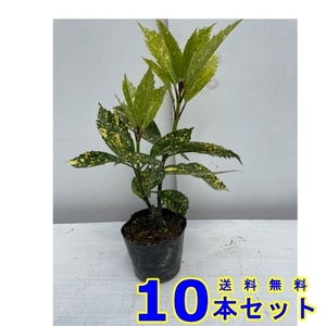 植木 フイリアオキ (斑入りアオキ) 10.5ｐ 10本 樹高0.2ｍ前後 10.5ｐ 植木　苗木　シンボルツリー　生垣