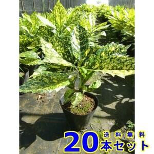 植木 フイリアオキ (斑入りアオキ) 15.0ｐ 20本 樹高0.3ｍ前後 15.0ｐ 植木　苗木　シンボルツリー　生垣