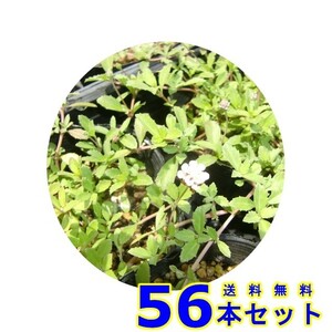 ヒメイワダレソウ　 (白花 リッピア リピア　) 9.0ｐ 56本 グランドカバー　下草　雑草予防