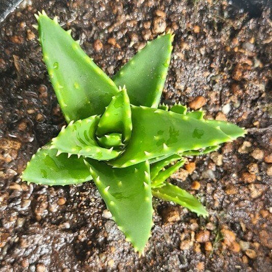 多肉植物 アロエ 不夜城 