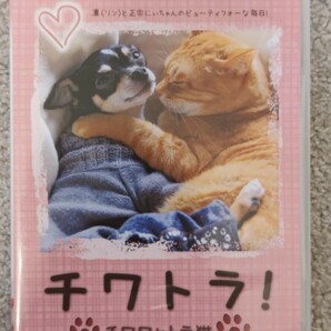 チワトラ　チワワととら猫 DVD