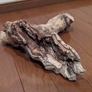 ☆天然流木 水槽 1点物 アクアリウム オブジェ アート 26×31×13cm 大和川河口 爬虫類 インテリア