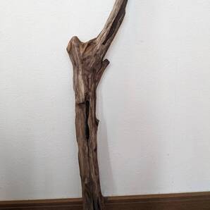☆天然流木 水槽 1点物 アクアリウム オブジェ アート 59.5×12×5.5cm 大和川 爬虫類 インテリア 大型 トカゲ ヘビ