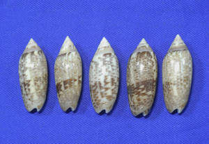 .. specimen Oliva multiplicate set 5.37mm~37.5mm. Taiwan 