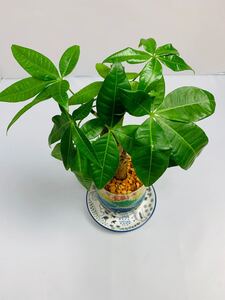 パキラ ハイドロカルチャー カラーサンドアート 観葉植物