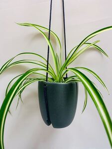 オリズルラン ハイドロカルチャー ハンギングプランター観葉植物