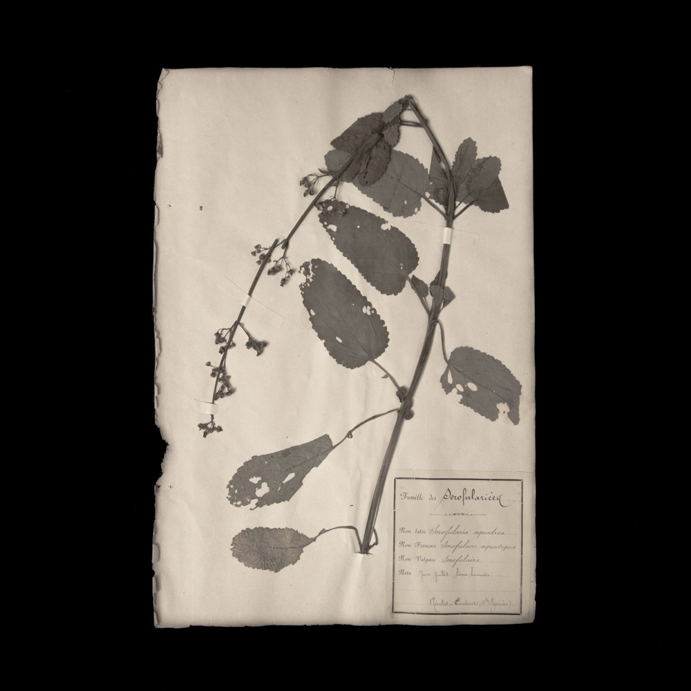 식물표본 1, 유럽, 19 세기. (프랑스, 압화, 식물, 꽃들, 식물 예술, 미술, 미술, 고물, 고물, 그림, 도면), 삽화, 그림, 다른 사람