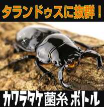 カワラタケ菌糸ボトル ８５０ｍｌ☆クヌギ１００％原料使用☆二次発菌 タランドゥスやオウゴンオニクワガタ、レギウスの大型化が狙えます_画像1