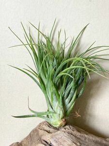 【Frontier Plants】 【現品】チランジア・ヴィクトリア　クレステッド（ビクトリア）　T. Victoria Crested【D】 エアープランツ