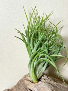 【Frontier Plants】 【現品】チランジア・ヴィクトリア　クレステッド（ビクトリア）　T. Victoria Crested【B】 エアープランツ