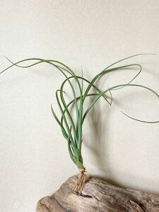 【Frontier Plants】 チランジア・バルビシアーナ×エクセルタ　T. balbisiana x T. exserta ブロメリア　エアープランツ