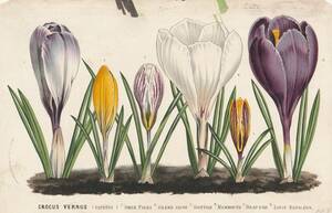 フランスアンティーク 博物画 植物画『CROCUS』 多色刷り石版画　ボタニカルアート