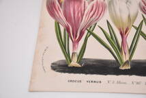 フランスアンティーク 博物画 植物画『CROCUS』 多色刷り石版画　ボタニカルアート_画像5