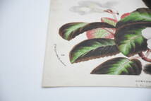 フランスアンティーク 博物画 植物画『CYRTODEIRA CHONTALENSIS』 多色刷り石版画　ボタニカルアート_画像5