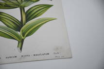 フランスアンティーク 博物画 植物画『LILIUM THUNBERGIANUM』 多色刷り石版画　ボタニカルアート_画像6