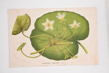 フランスアンティーク 博物画 植物画『LIMNANTHEMUM　HUMBOLTIANUM』 多色刷り石版画　ボタニカルアート_画像2