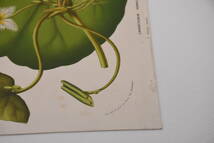 フランスアンティーク 博物画 植物画『LIMNANTHEMUM　HUMBOLTIANUM』 多色刷り石版画　ボタニカルアート_画像6