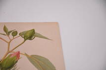 フランスアンティーク 博物画 植物画『Hibiscus』 多色刷り石版画　ボタニカルアート_画像4