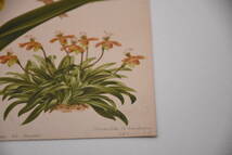 フランスアンティーク 博物画 植物画『Cypripediam　insigne』 多色刷り石版画　ボタニカルアート_画像6