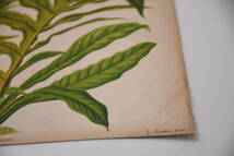 フランスアンティーク 博物画 植物画『SAGENIA　MAMILLOSA　』 多色刷り石版画　ボタニカルアート_画像6