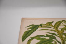 フランスアンティーク 博物画 植物画『SAGENIA　MAMILLOSA　』 多色刷り石版画　ボタニカルアート_画像3