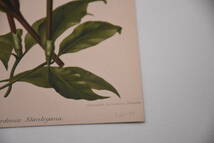 フランスアンティーク 博物画 植物画『Gardenia　Stanleyana』 多色刷り石版画　ボタニカルアート_画像6