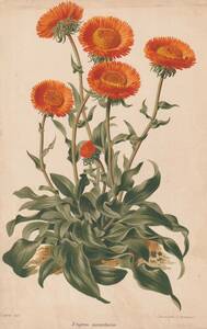 フランスアンティーク 博物画 植物画『Erigeron　aurantiacus』 多色刷り石版画　ボタニカルアート