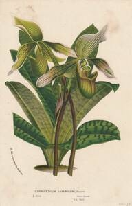 フランスアンティーク 博物画 植物画『CYPRIPEDIUM JAVANICUM』 多色刷り石版画　ボタニカルアート