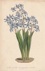 フランスアンティーク 博物画 植物画『ブルーのお花（※植物名が薄く解読不明）』 多色刷り石版画　ボタニカルアート