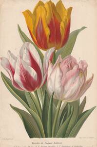  France antique . thing . plant .[3 color. tulip ] many color .. lithograph botanika lure to