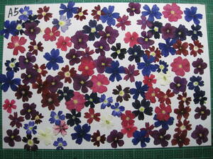  pressed flower material B-14 is nate Mali 70 sheets and more 
