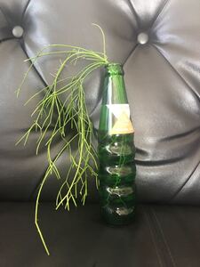 リプサリス カスッサ カット苗! 発根済み