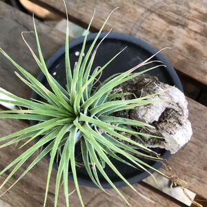 Tillandsia ティランジア イオナンタ コルク 着生 エアープランツ
