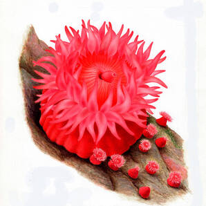 【絵画】「ウメボシイソギンチャク」 細密画 真作