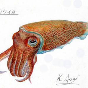 【絵画】「コウイカ」 細密画 真作