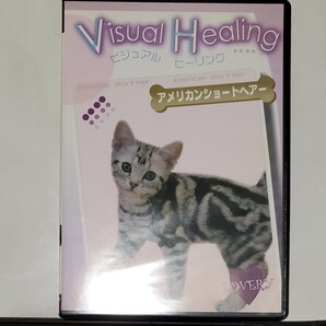 Visual Healing アメリカンショートヘアー