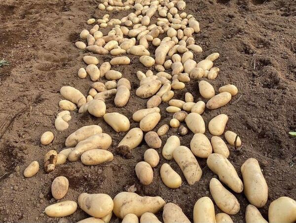 掘り立て!無農薬栽培!熊本県宇城市小川町産 じゃがいもメークイン 約10kg