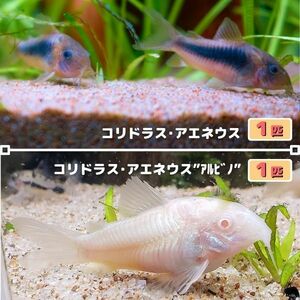 熱帯魚　コリドラス・アエネウス &amp; コリドラス・アエネウス アルビノ　2匹セット（各1匹）　※雄雌のご指定不可　赤コリ　白コリ