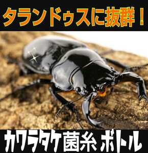 タランドゥスやオウゴンオニクワガタ、レギウスの大型化が狙えます！カワラタケ菌糸ボトル 1000ｍｌ クヌギ１００％原料使用・二次発菌 