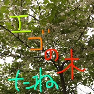 エゴの木種30粒