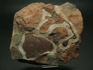 浮き付き！ウミユリの化石【Ascocystites ecrinaid】【1463 g】モロッコ王国産/棘皮動物/魚/恐竜