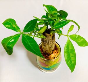 パキラ ハイドロカルチャー カラーサンドアート 観葉植物