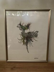 額装『観葉植物 ボタニカルアート』西海岸カリフォルニア インテリア エアープランツ botanical art Tillandsia Bizarre Plants チランジア