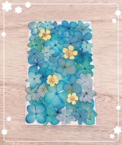 【押し花 素材】アジサイ&小花セット255