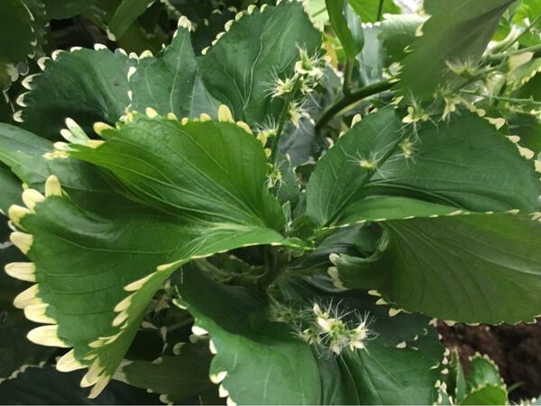 キフクリン アカリファの苗一株 観葉植物