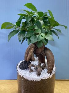 観葉植物ガジュマル ハイドロカルチャー 143