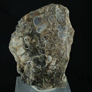 ツリテラアゲート TER821 アメリカ合衆国 ワイオミング州産 21.3g サイズ約45mm×32mm×16mm 瑪瑙 巻貝 化石 パワーストーン 天然石 原石