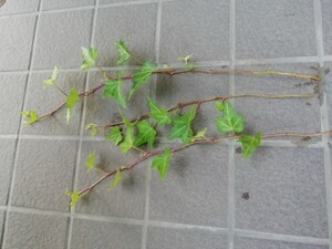 ツタ 植物 観葉植物 寄せ植え ガーデニング