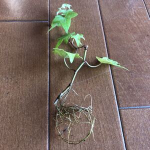 アイビー苗 水耕栽培1株